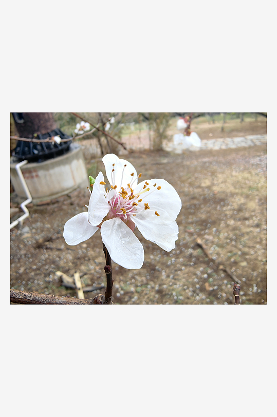春天里盛开的白色花卉杏花