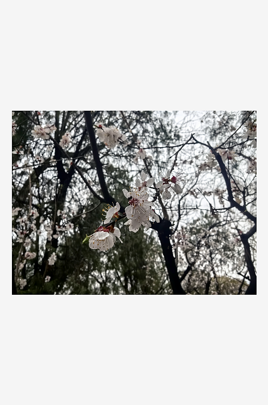 春天里盛开的白色花卉杏花