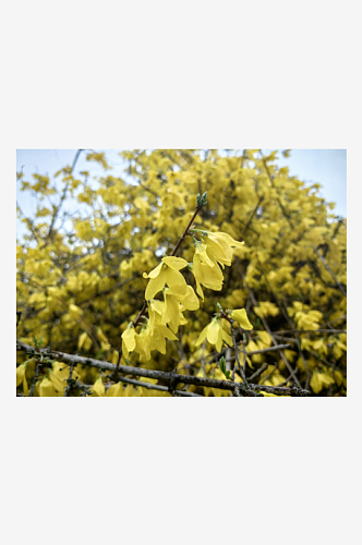 春天里盛开的黄色花卉迎春花