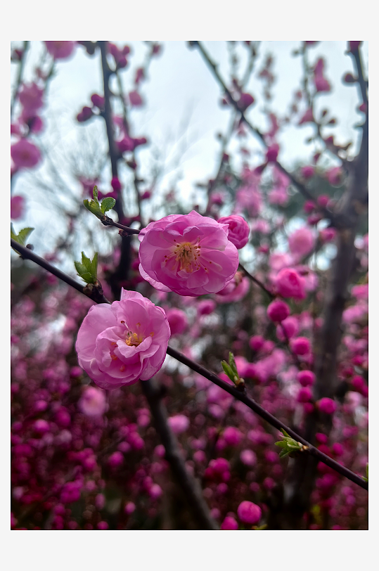 春天里盛开的玫红色花