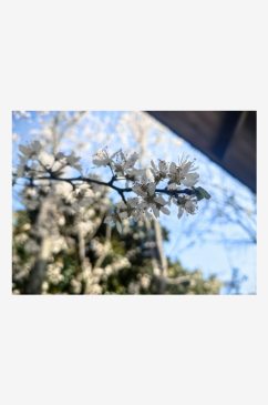 春天里盛开的白色花卉紫叶李