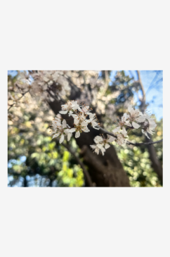 春天里盛开的白色花卉紫叶李