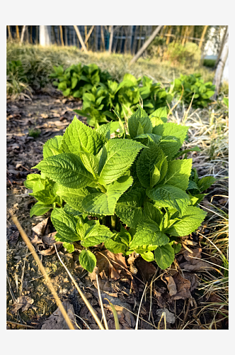 春天里的花卉绣球花苗