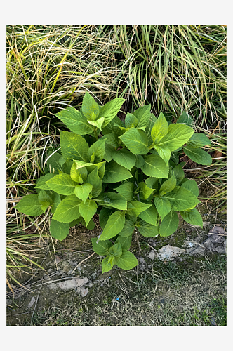 春天里的花卉绣球花苗