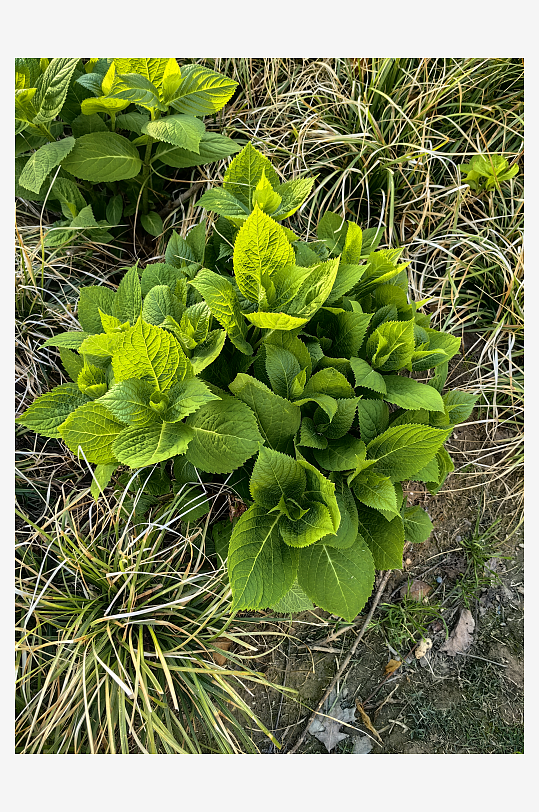 春天里的绣球花苗