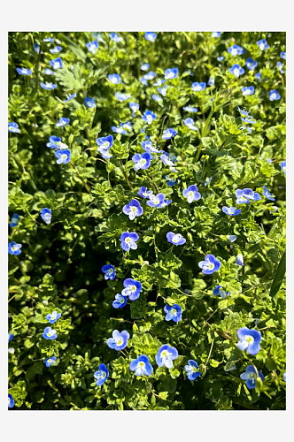 春天里盛开的蓝色野花阿拉伯婆婆纳