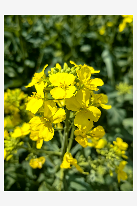 春天里盛开的黄色花卉油菜花