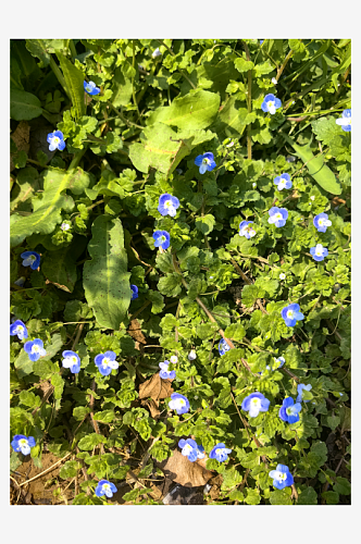 春天里盛开的蓝色野花阿拉伯婆婆纳