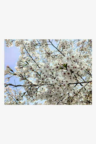 春天里盛开的花卉樱花
