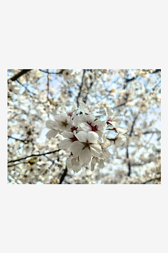 春天里盛开的花卉樱花