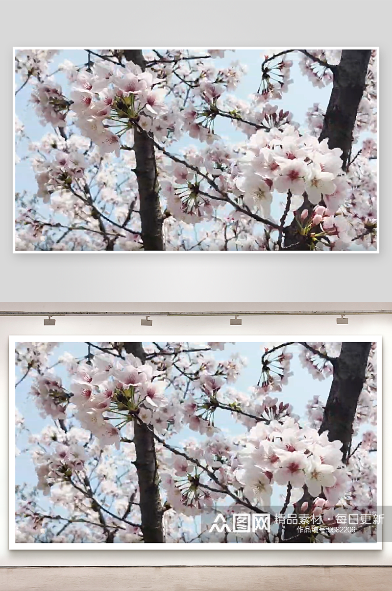 春天里盛开的花卉樱花视频素材
