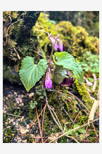 野草紫花地丁摄影图