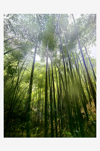 黄山翡翠谷竹林摄影图