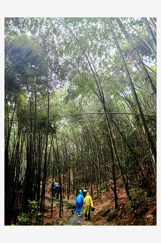 黄山翡翠谷竹林摄影图