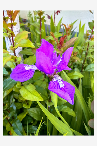 春天里盛开的紫色鸢尾花