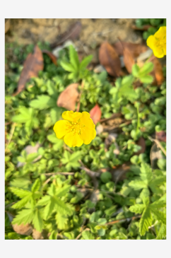 春天里盛开的黄色小花