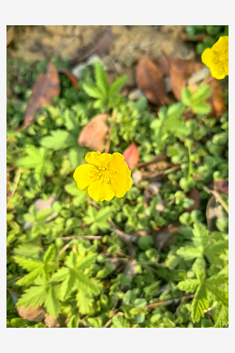 春天里盛开的黄色小花