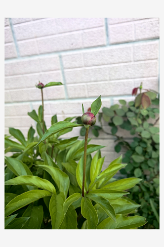 春天里的芍药花骨朵