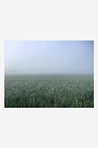 云雾缭绕的麦田风景摄影图