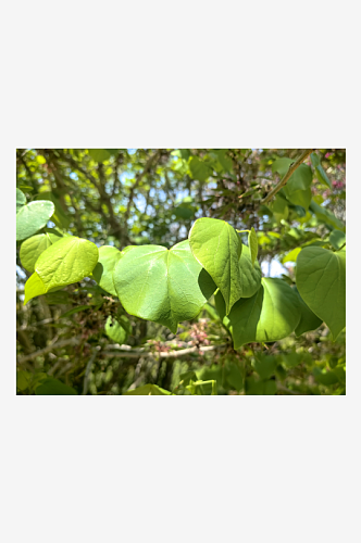 春天里绿意盎然的植物叶子