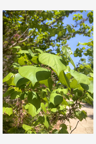 春天里绿意盎然的植物叶子