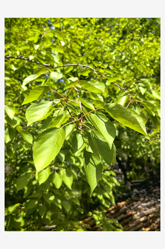 春天里绿意盎然的植物叶子