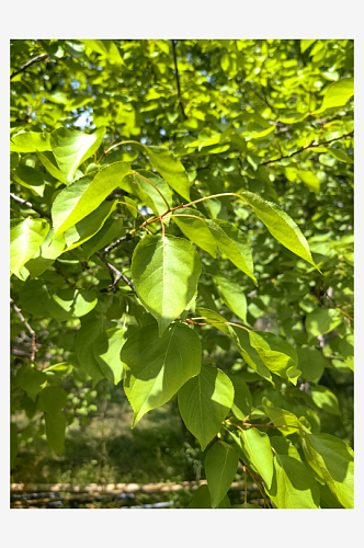 春天里绿意盎然的植物叶子