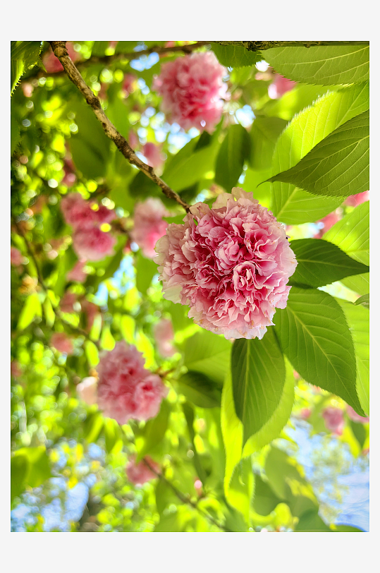 春天里盛开的粉色花卉晚樱