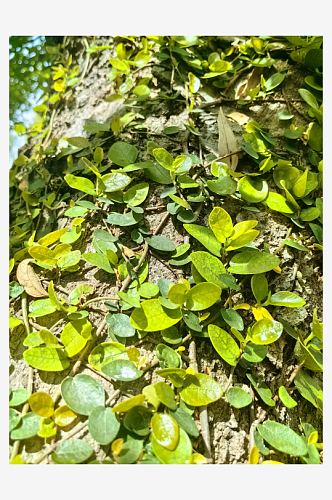 春天里绿意盎然的藤蔓植物