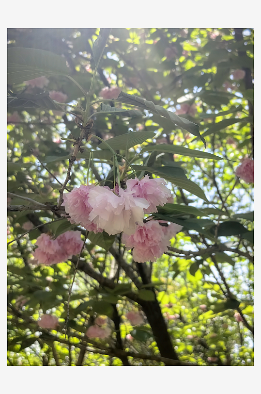 春天里盛开的粉色花卉晚樱
