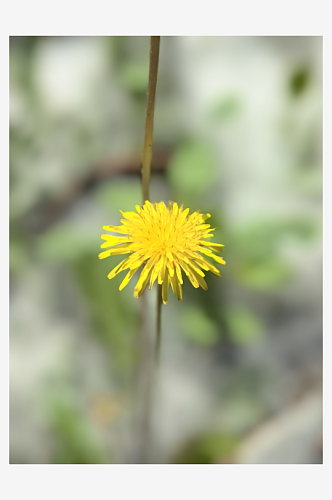 春天里盛开的黄色野花蒲公英