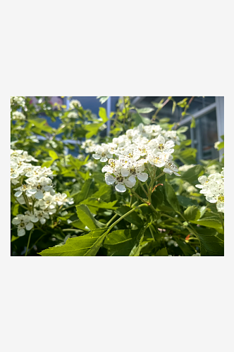 春天里盛开的白色花卉山楂花