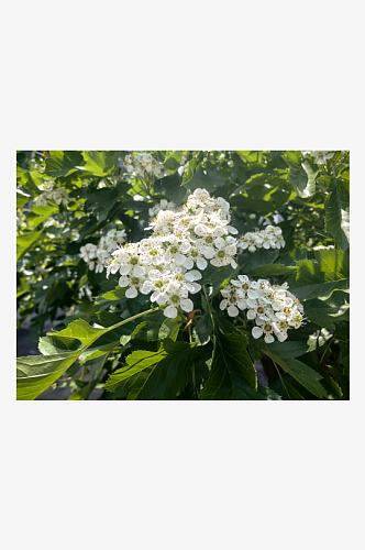 春天里盛开的白色花卉山楂花