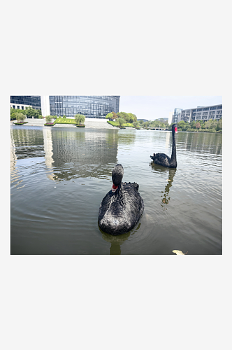 校园里池塘里的黑天鹅