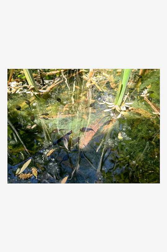 春天池塘里的小蝌蚪