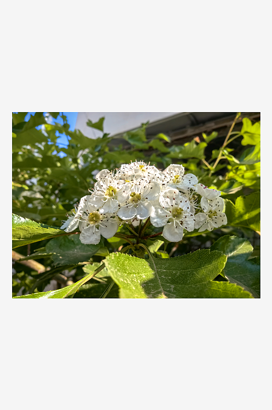 春天里白色的花卉山楂花