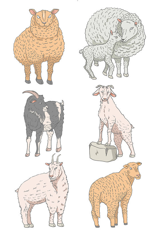 写实描线风格绵羊山羊动物元素插画