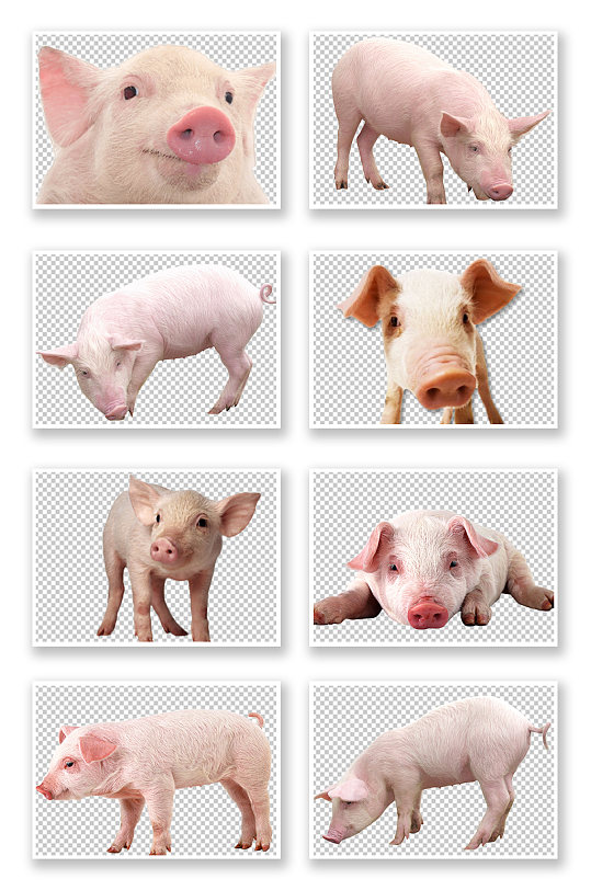PNG免抠素材大白猪-众图网