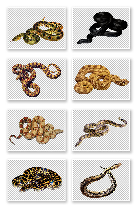 PNG免抠素材蟒蛇