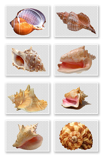 PNG免抠素材贝壳