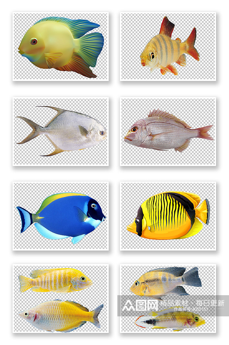 PNG免抠素材好看的鱼素材