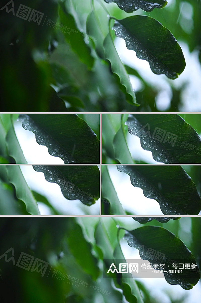 雨中树叶拍摄视频素材