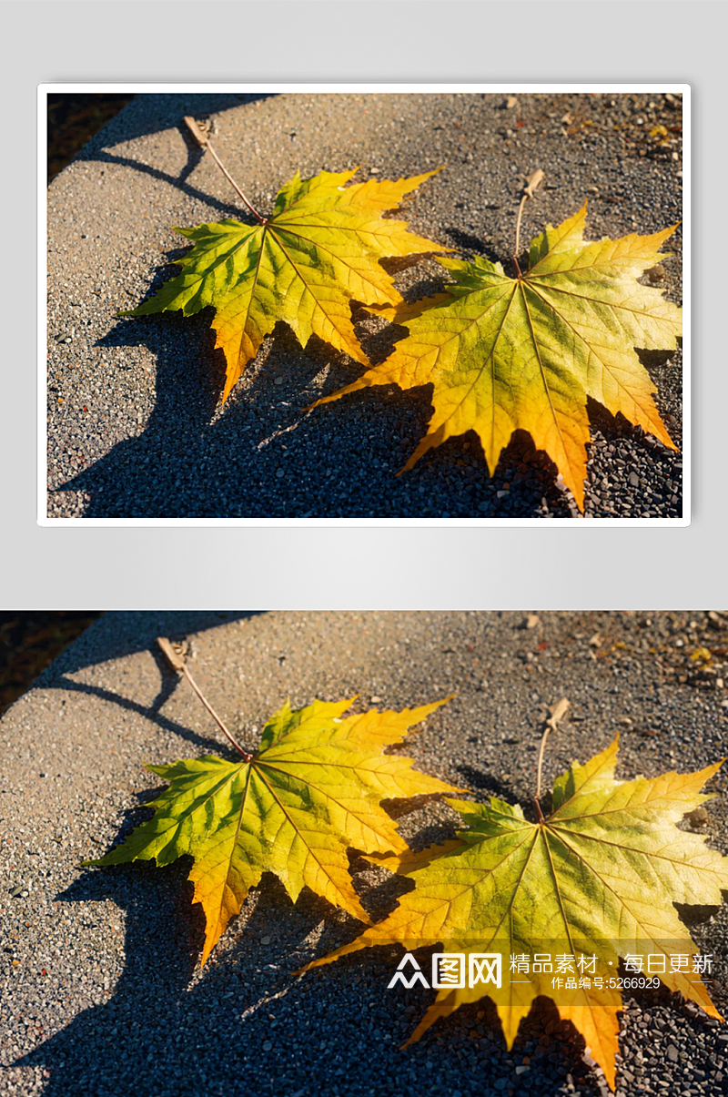 秋天金色枫叶实拍图片素材
