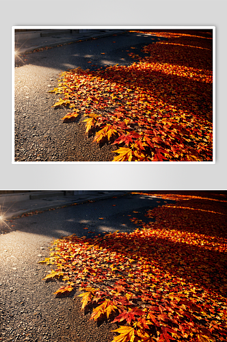 秋天金色枫叶实拍图片