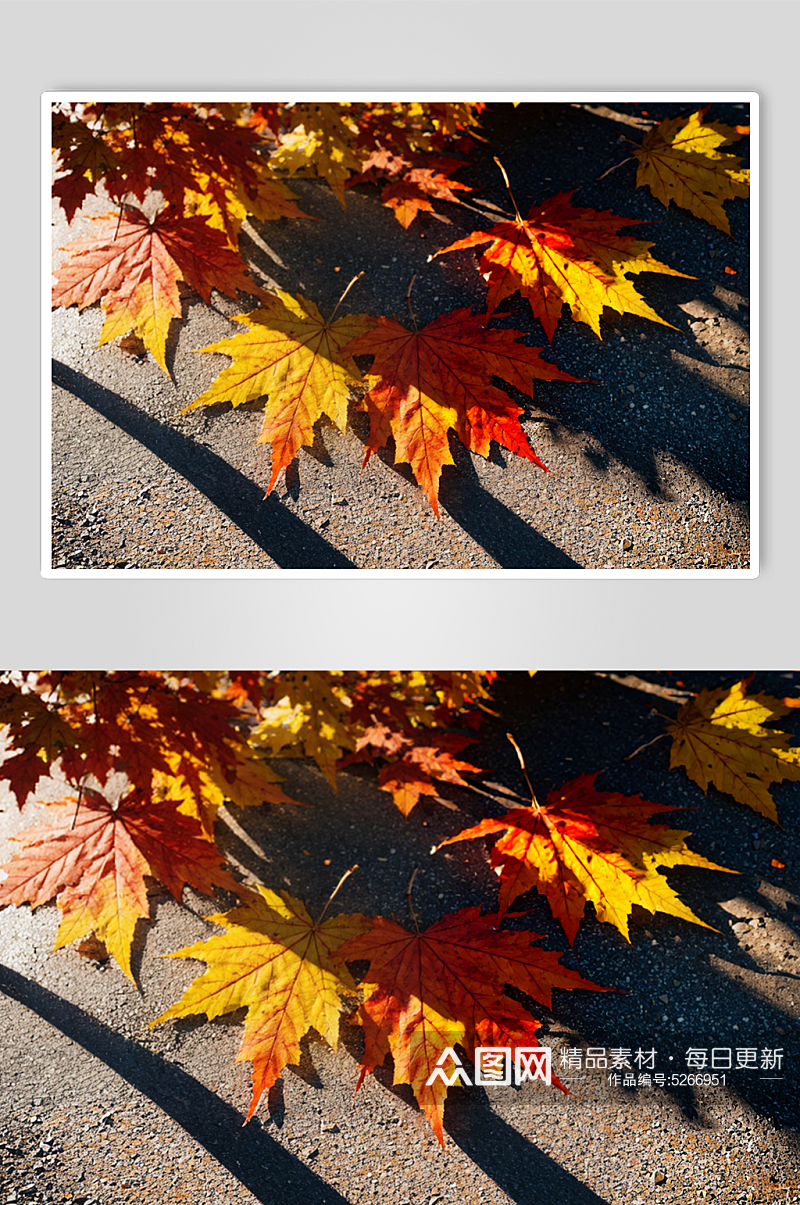 秋天金色枫叶实拍图片素材