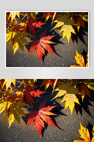 秋天金色枫叶实拍图片