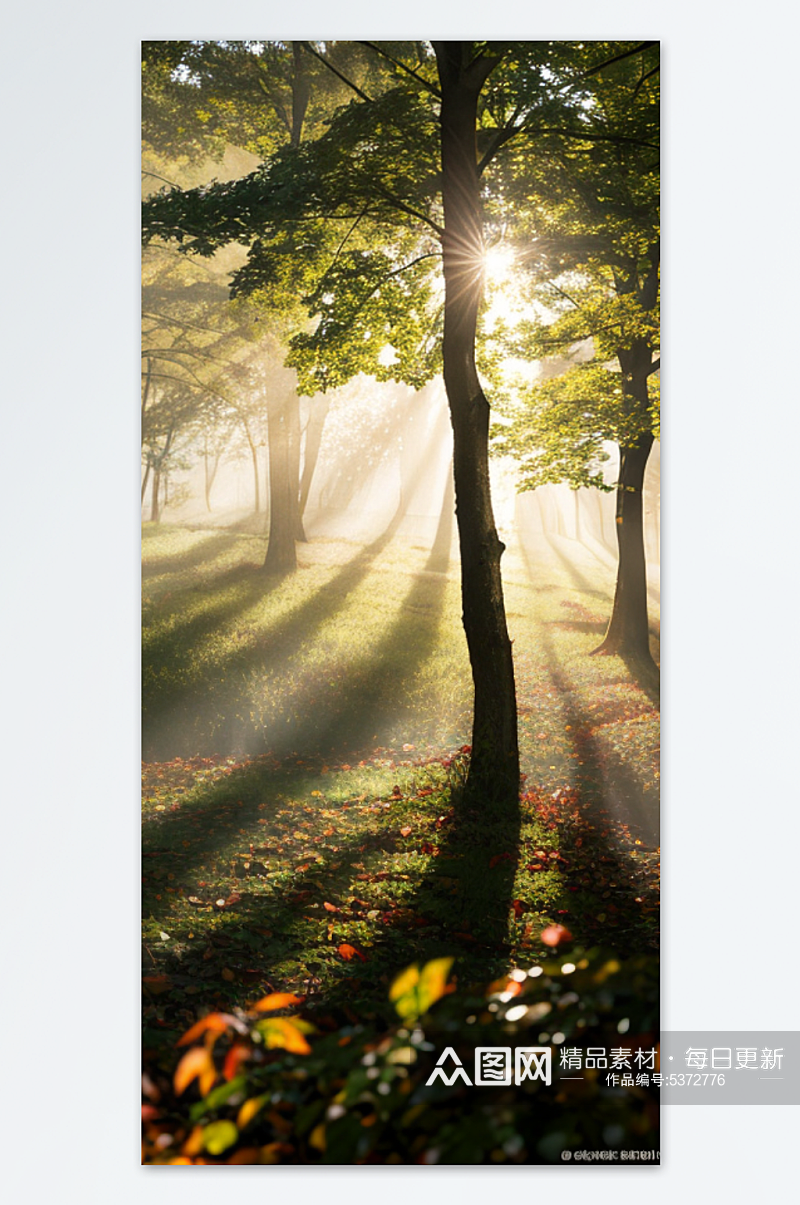秋天树林早晨摄影图片素材