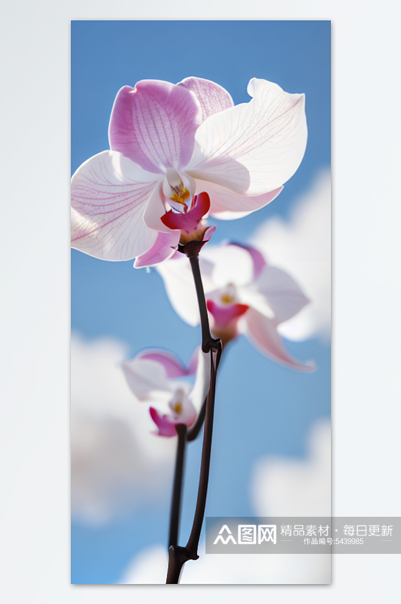 数字艺术蝴蝶兰花朵图片素材