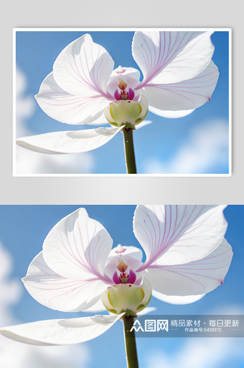 数字艺术蝴蝶兰花朵图片素材