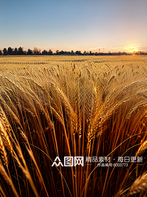 夕阳下金黄麦穗景色风景图片素材